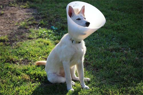 how long does a dog wear a cone after neutering
