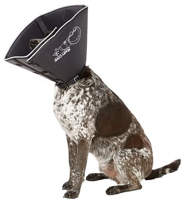 how long does a dog wear a cone after neutering comfy collar