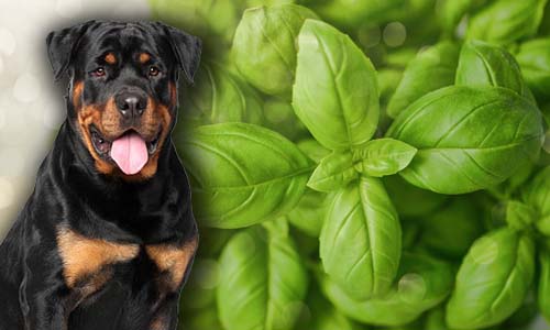 Can Dogs Eat Basil