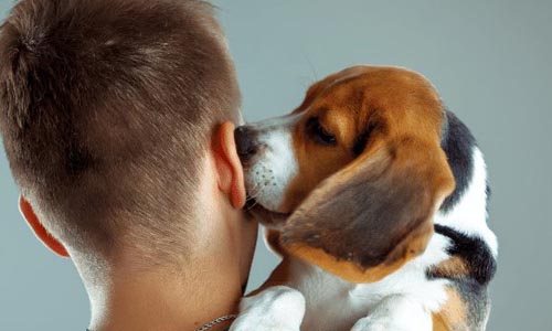Why Does My Dog Nibble My Ear