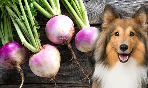 Can Dogs Eat Turnips