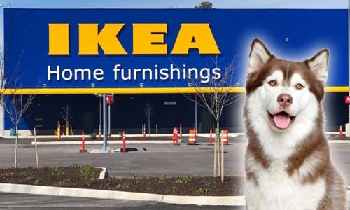 are dogs allowed in ikea