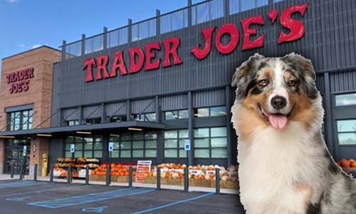 are dogs allowed in trader joes