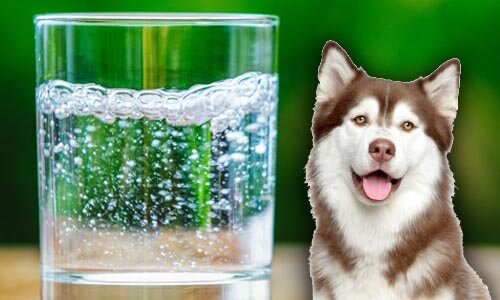 can dogs drink sparkling water