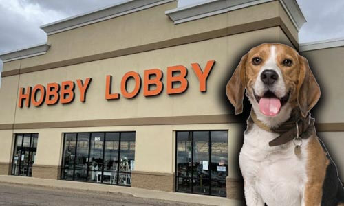does hobby lobby allow dogs