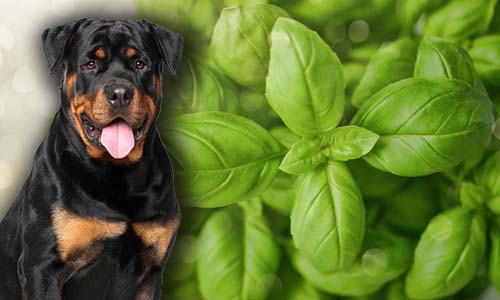 Can Dogs Eat Basil? Is It Safe For Dogs [All The Risks]