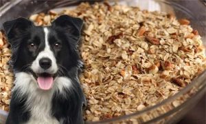 Can Dogs Eat Granola? Is It Safe? [Way Too
 Many Risks]