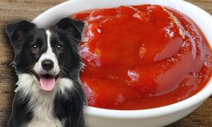 Can Dogs Eat Ketchup