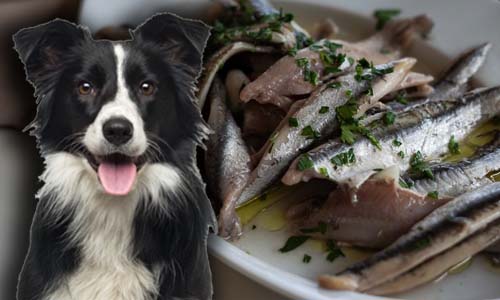 Can Dogs Eat Sardines? Are They Safe? [BENEFITS + RISKS]
