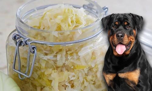 Can-Dogs-Eat-Sauerkraut