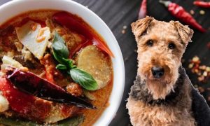 Can-Dogs-Taste-Spicy-Food