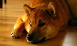 Do-Dogs-Get-Period-Cramps