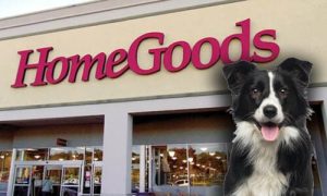 Does-Homegoods-Allow-Dogs-Is-Homegoods-Dog-Friendly