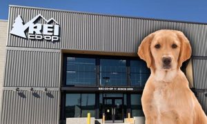 are-dogs-allowed-in-REI