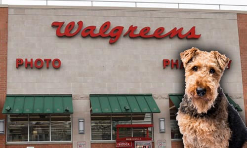 Are Dogs Allowed In Walgreens