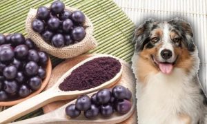 can-dogs-eat-acai