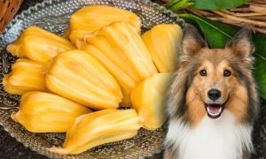 can-dogs-eat-jackfruit