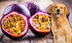 can-dogs-eat-passion-fruit