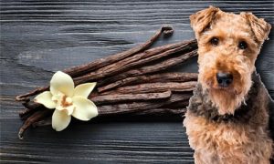 can-dogs-eat-vanilla