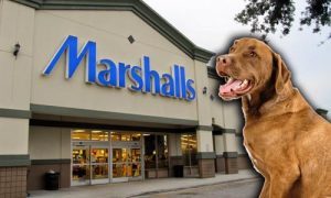 does-Marshalls-allow-dogs