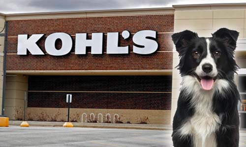 does-kohls-allow-dogs