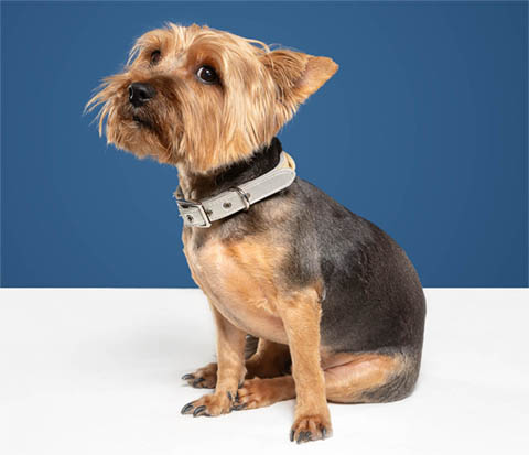 What Cream Can I Put On My Dog’s Sore Bum